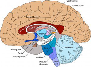 health consequences of opiate abuse on the brain health consequences of opiate abuse on the brain